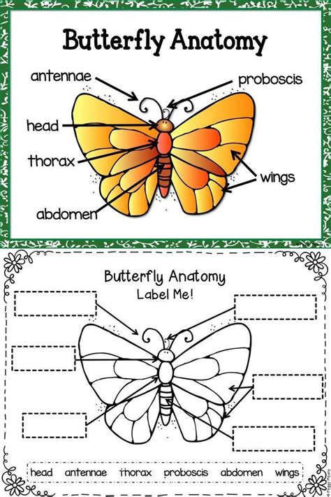 butterfly life cycle worksheet  butterfly life cycle life cycles