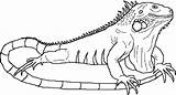 Iguana Lizard Colornimbus sketch template