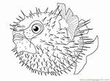 Puffer Fish Coloring Pufferfish Pages Drawing Sketch Fishes Designlooter Cute Color Drawings Getdrawings Paintingvalley Getcolorings 600px 69kb sketch template
