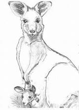 Kangaroo Coloring Pages Printable Color Kids Library Clip Joey Clipart sketch template