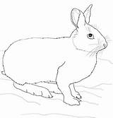 Hare Arctic Snowshoe Hares Crafts Mammals Designlooter sketch template