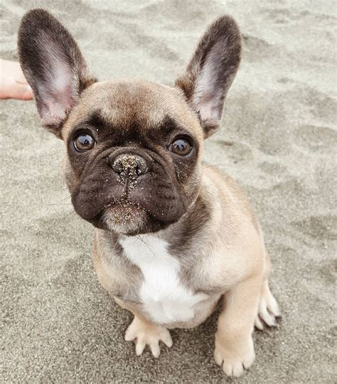 french bulldog  beach picture bleumoonproductions