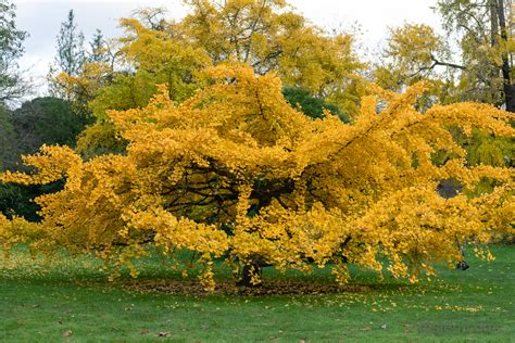 ginkgo biloba tree black phoebe ms jen