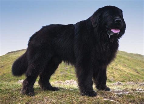 extra large dog breeds listjpg  large dog breeds pinterest large dog breeds