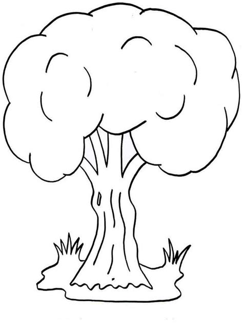 trees coloring pages   print trees coloring pages