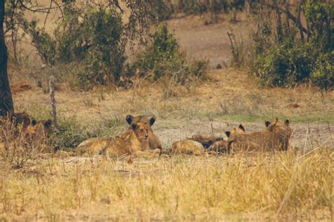 kruger national park zuid afrika  dagen safari cheapticketsnl blog