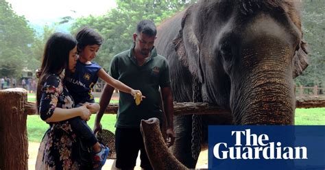 Can Sri Lanka S Elephants And Humans Learn To Live