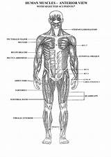 Muscles Anterior Organ Coloringhome Organs Labeling Labelled Google Provide sketch template