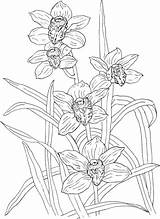 Orchid Coloring Pages Rosanna Cymbidium Orchids Supercoloring Printable Flower Vera Aloe Giant Clipart Color Colouring Flowers Drawings Mandala Clipground Popular sketch template