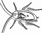 Cockroach Insect sketch template