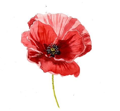sample project watercolor poppies skillshare projects   poppy