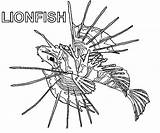 Coloring Lionfish Pages Getdrawings Getcolorings sketch template