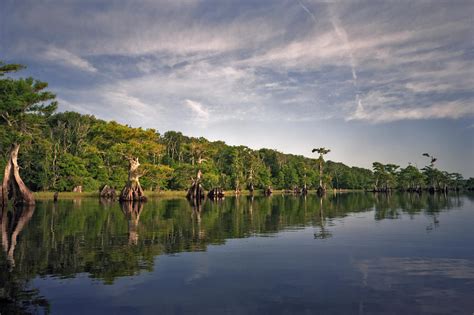 cypress wall blue cypress lake photograph  chris kusik