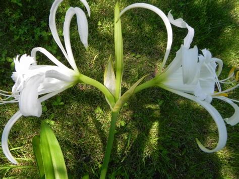 passion plants hymenocallis