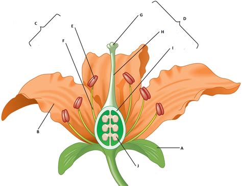 diagram quiz  flower parts biology multiple choice quizzes