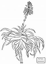 Aloe Vera Drawing Coloring Pages Getdrawings sketch template