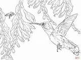 Hummingbird Bee Ausmalbild Beija Zum Bienenelfe Flor Supercoloring sketch template