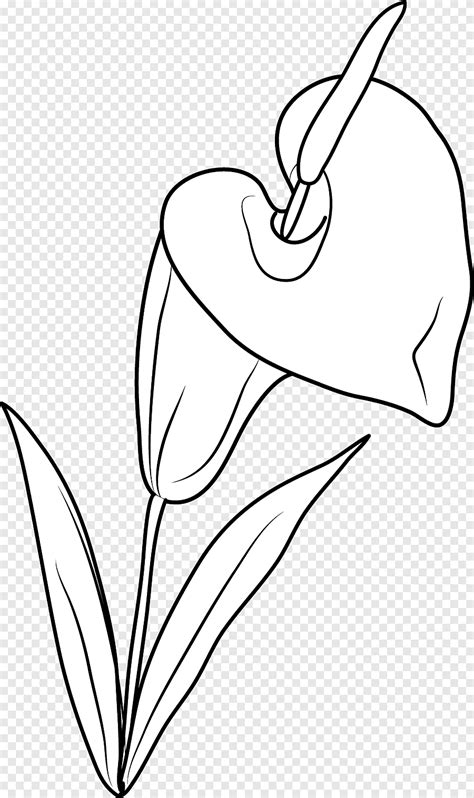 Arum Lily Drawing Flower Callalily Love Angle Png Pngegg
