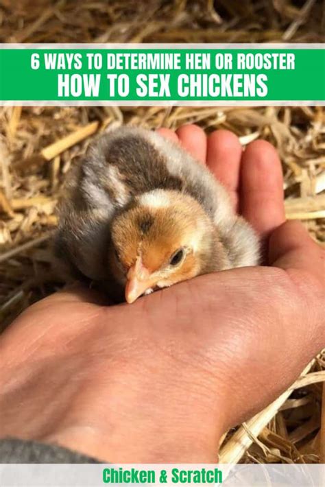 How To Sex Chickens 6 Ways To Determine Hen Or Rooster