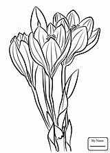 Crocus Flower Drawing Coloring Getdrawings sketch template