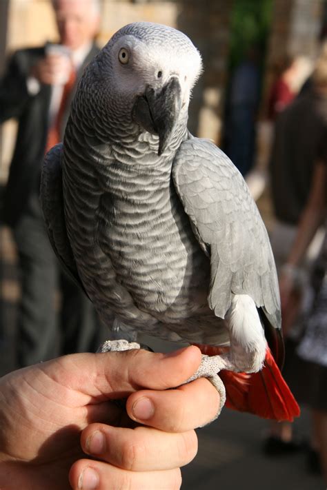 african grey parrot atbbtcom