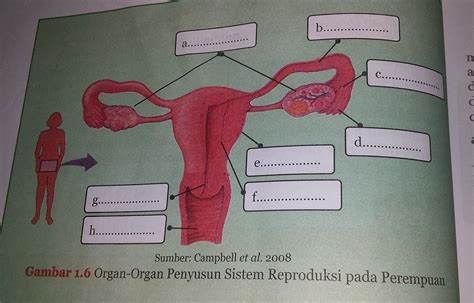 Gambar Organ Organ Penyusun Sistem Reproduksi Pada