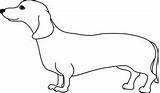 Weiner Dachshund Zeichnen Dogclipart Dachshunds Zeichnungen Clipground sketch template