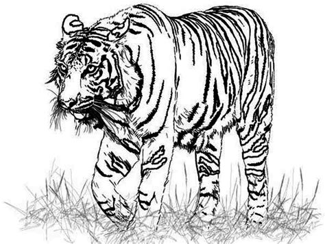 lion  tiger coloring pages coloring pages