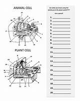 Cell Animal Plant Diagram Worksheet Worksheets Structure Blank Coloring Label Cells Answers Bio Pages Cycle Text Labeled Grade Car Popular sketch template