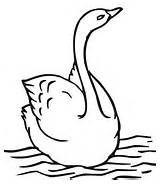 Swan Coloring Pages Swimming Swans Printable Line Drawing Template Trumpeter Family Supercoloring Baby Colorings Ies Category Getdrawings sketch template