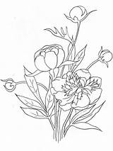 Flower Peony Coloring Line Pages Template sketch template