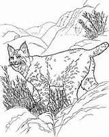 Coloring Bobcat Pages Walks Lynx Hills sketch template