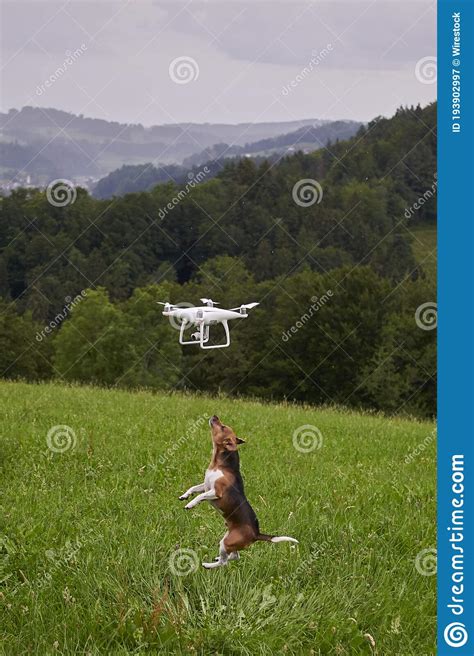 vertical shot   dog   meadow jumping  reach  flying drone stock image image