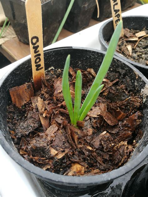grow  onionbulb   sprout    bulbs growing