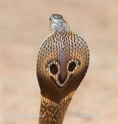 indian cobra  indian cobra images nature wildlife pictures