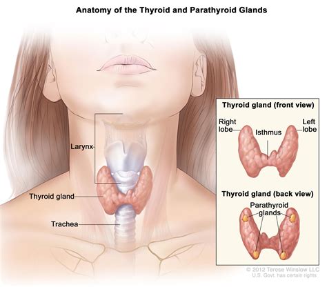 parathyroidectomy ucsf department  surgery