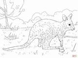Wallaby Coloring Pages Bennett Juvenile Drawing Designlooter 2048 84kb Printable Template Skip Main Sketch sketch template