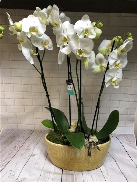 Orchids In Honey Planter
