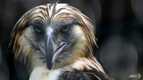 eagles  landed singapore shows  rare philippine raptors coconuts singapore