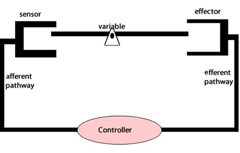 negative feedback loop diagram general wiring diagram