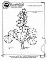 Coloring Oregon Trail Flower State Drawing Getcolorings Getdrawings sketch template