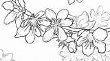 Cherry Coloring Blossom Tree Pages Wonderful Getdrawings Getcolorings sketch template
