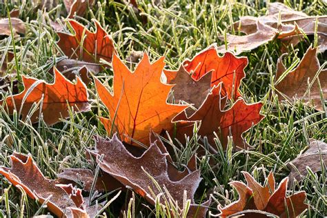 blaetter im frost foto bild jahreszeiten herbst natur bilder auf