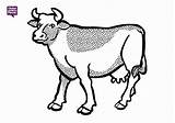 Vaca Colorat Fise Vacas Printeaza Animale sketch template