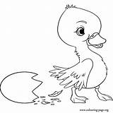 Duckling Duck Coloring Ugly Cartoon Template Drawing Cute Pages Egg Broken Colouring Wallpaper His Printable Templates Shape Popular Seo Tags sketch template