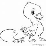 Duckling Colouring Fargelegging Tegninger Stygge Morsomme Ducklings Ducks sketch template