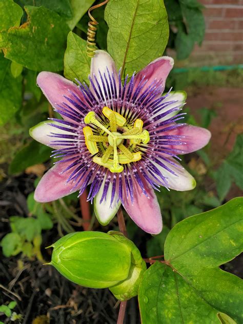 passion flower vine finally bloomed today rgardening