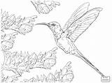 Hummingbird Swallow Kolibri Hummingbirds Colorir Golondrina Golondrinas Supercoloring Beija Calliope Designlooter Colibrí sketch template