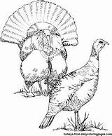 Turkey Coloring Hunting Pages Wild Getcolorings sketch template