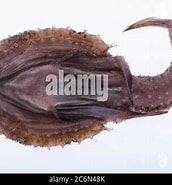 Afbeeldingsresultaten voor "dibranchus Atlanticus". Grootte: 172 x 185. Bron: www.alamy.com